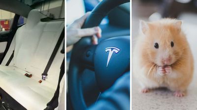 Woman Has To Take In Tesla To Mechanic After Her Pet Gets Loose In It. The Damage Is Already Done—And Costly