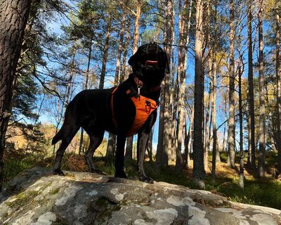 The pet I’ll never forget: Poppy the curious, clever dog – who searches for missing people