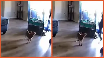 Florida dog owners outraged after home camera shows HVAC technician kicking their chihuahua, causing a seizure