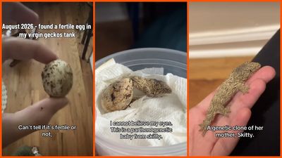NJ Woman notices an egg when her gecko digs for worms. With no male in the enclosure, she realizes it will hatch a clone: ‘It’s like a perfect ball’