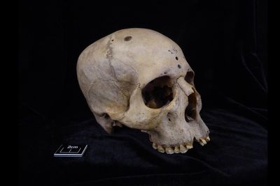 5,000-year-old skulls in Egypt reveal evidence of human sacrifice