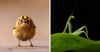 47 Of The Funniest Wildlife Photos Recognized By The 2026 Nikon Comedy Wildlife Awards