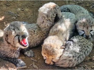 Indian-born cheetah gives birth to 5 cubs in MP's Kuno; marks beginning of Botswana lineage