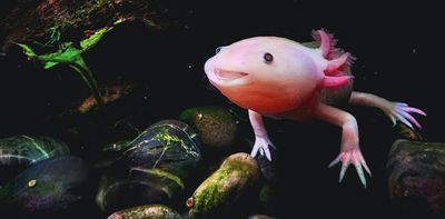 Why can’t people regenerate limbs like salamanders?