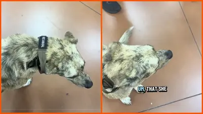 Trader Joe’s customer is shopping with service dog when an employee tells her to leave. So she makes them look up the law: ‘that’s not on me’