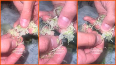 Woman goes to Jimmy John’s, then she allegedly finds something stretchy mixed into her salad: ‘Are we kidding?’