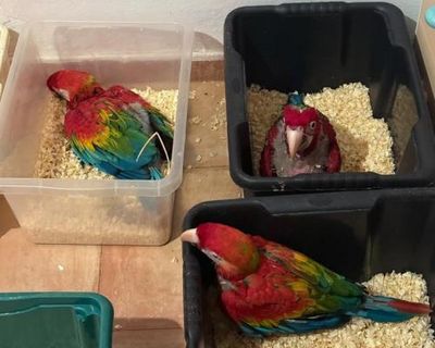 Man caught with 300 tortoises and 77 parrots bound for Malta at Sicilian port