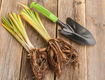 How to Divide Daylilies Before the Ground Gets Too Cold