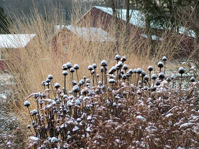Why Some Perennials Should Be Left Standing Through Winter