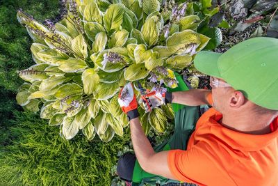 The Right Way to Cut Back Hostas After Frost