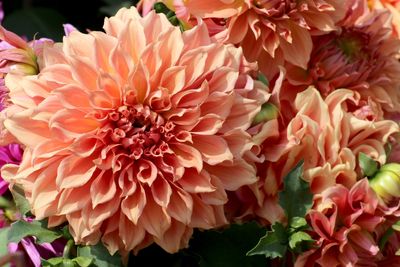 How to Lift and Store Dahlia Tubers Before Freezing Weather