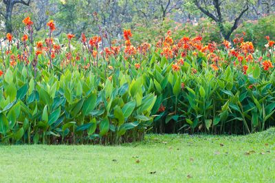 Why Cannas Need Special Care Before Winter Storage