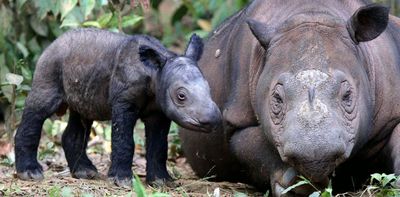 Africa’s rhinos often get the spotlight – but Indonesia’s two rhino species are far closer to extinction