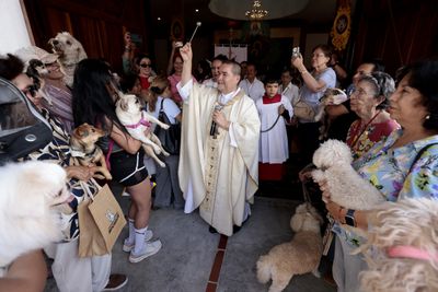October 4 Belongs to Both God and Dogs: Inside Mexico's Most Emotionally Charged Religious Ritual of the Year