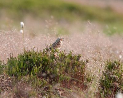 Country diary: On the bluest of days, the plaintive call of a pipit