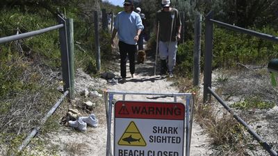 Shark tagging boost to keep swimmers safe after attacks