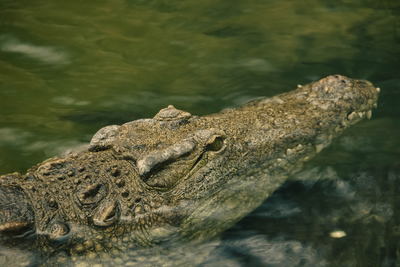AI Crocodile Hoax Halted Water Activities at Singapore Reservoir for Two Days, Man Charged Over False Message