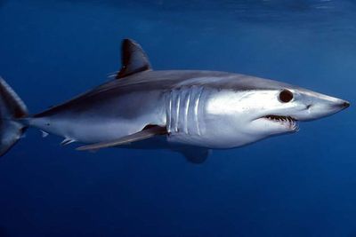 Fisherman hospitalized after shark he accidentally caught in Malibu attacks him