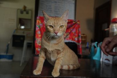 Vietnamese police arrest 12 suspected of prowling city streets at night, snatching cats for meat