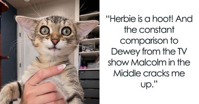 This Kitten’s Unusual Features Made People Curious But His Personality Is What Stands Out Even More