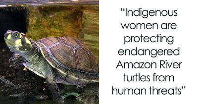 Siekopai Women Honor Their Culture By Protecting Charapa Turtles In The Ecuadorian Amazon