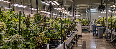 Curaleaf’s Higher Aurora Bid Raises the Stakes in Cannabis Consolidation