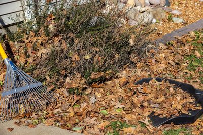 Why Raking Leaves Off the Lawn Still Matters