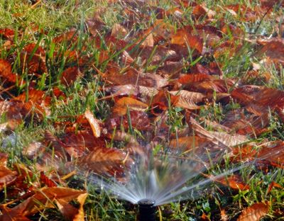 Fall Watering Rules for Newly Planted Trees and Shrubs
