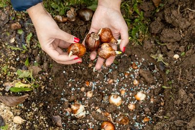 How to Plant Spring-Blooming Bulbs Before the Soil Freezes