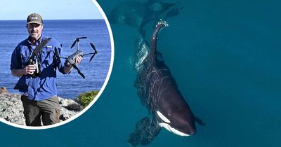Photographer captures incredible sight off the NSW Far South Coast