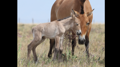 Przewalski’s horses return to Kazakhstan after 200 years with two foals born