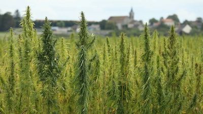 In 2021, Georgia police destroyed $37,000 hemp; 6 years later, Supreme Court revives grower’s claim