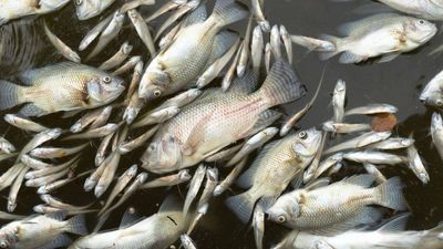 Maryland manure-lagoon overflow kills nearly 11,000 fish across 25 species, officials say