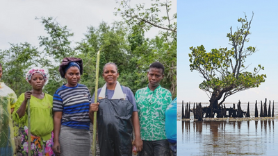 Women Restore Mangrove Forest: Nigerian activists revive polluted wetlands; livelihoods grow