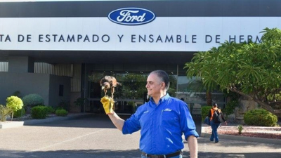 Ford’s Mexico factory hired a hawk to cut pigeon activity by 80%