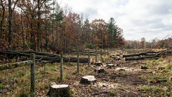 Kansas neighbour cut 133 trees, some 70 feet onto adjoining land; court upholds $6,500 award