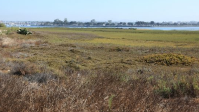 Salt Ponds Become Wetlands: Restoration revives rich habitat; 80 bird species return