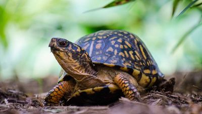 219 box turtles rescued after hundreds were dumped near New Jersey river