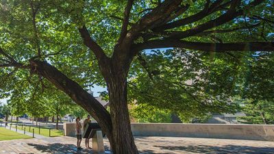 A 1920-era American elm survived a 4,000-pound bomb in Oklahoma City