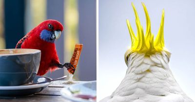 25 Of The Best Bird Photos From The 2026 BirdLife Australia Photography Awards