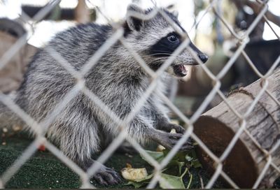 Rabid Raccoon Found in Westlake Village Backyard Is LA County's First Since 1973, Dog and Four Workers Monitored