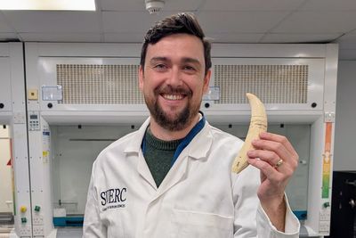 Radioactive traces found in teeth of stranded whales used to explore their lives