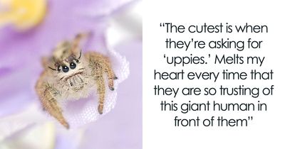 Keepers Explain Why Jumping Spiders “Loaf,” Ask For “Uppies,” And Act Surprisingly Like Cats