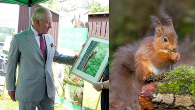 King Charles visit squirrel contraceptive project to save rare red squirrels