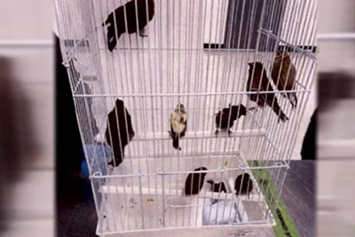 Miami Airport Passenger Charged After 'Unexplained Bulge' Leads to 10 Live Birds Allegedly Found in Underwear