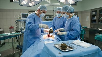 A Live Pill Bug Relative Jumped Out of a Plant Mass Surgeons Pulled From an 82-Year-Old's Intestine
