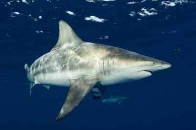 Study debunks common misconception about one of sharks’ biggest weaknesses