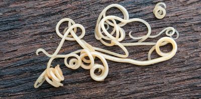 Parasitic worms could hold the key to treating immune system diseases – here’s what we know