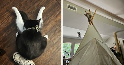 73 Funny Pics Of Cats Caught In The Weirdest Positions, As Shared By People Online