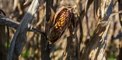 Super El Niño – how it could affect South Africa’s maize prices
